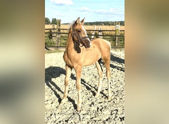 Deutsches Reitpony, Hengst, Fohlen (04/2026), 148 cm, Palomino