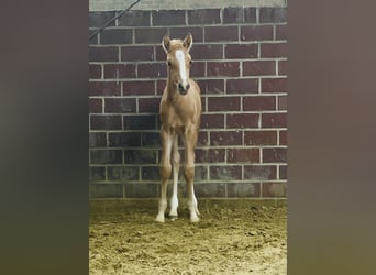 Deutsches Reitpony, Hengst, Fohlen (04/2026), 148 cm, Palomino