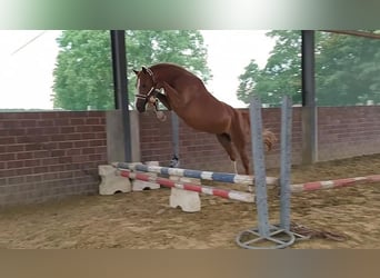 Deutsches Reitpony, Hengst, Fohlen (04/2026), 148 cm, Palomino