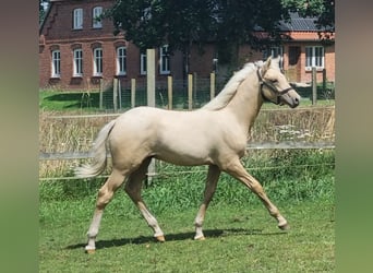Deutsches Reitpony, Hengst, Fohlen (04/2025), 148 cm, Palomino