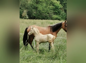 Deutsches Reitpony, Hengst, Fohlen (04/2023), 148 cm, Perlino