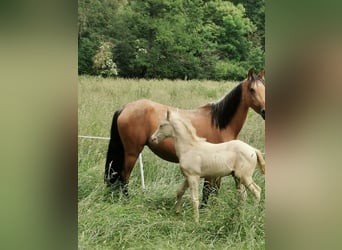 Deutsches Reitpony, Hengst, Fohlen (04/2023), 148 cm, Perlino