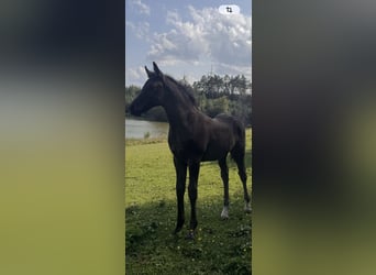 Deutsches Reitpony, Hengst, Fohlen (06/2026), 148 cm, Rappe