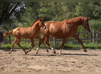 Deutsches Reitpony, Hengst, Fohlen (05/2026), 148 cm, Red Dun