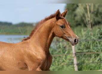 Deutsches Reitpony, Hengst, Fohlen (05/2026), 148 cm, Red Dun