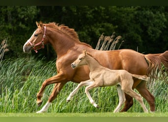 Deutsches Reitpony, Hengst, Fohlen (05/2026), 148 cm, Red Dun