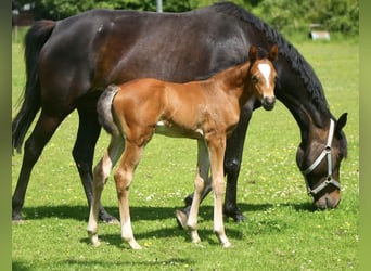 Deutsches Reitpony Mix, Hengst, , 148 cm, Rotbrauner