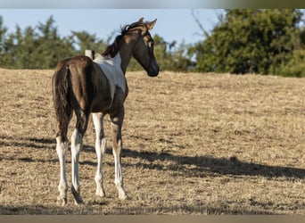 Deutsches Reitpony, Hengst, Fohlen (06/2025), 148 cm, Schecke
