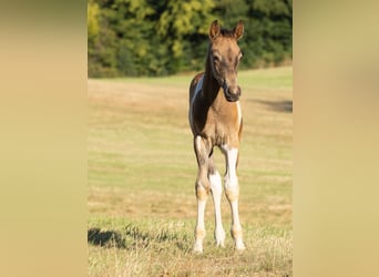 Deutsches Reitpony, Hengst, Fohlen (06/2025), 148 cm, Schecke
