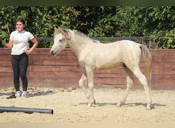 Deutsches Reitpony, Hengst, Fohlen (03/2025), 148 cm, Schecke