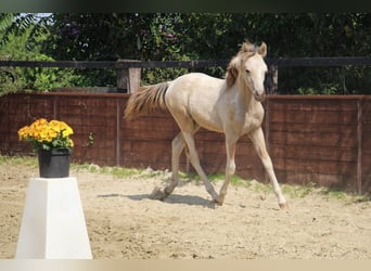 Deutsches Reitpony, Hengst, Fohlen (03/2025), 148 cm, Schecke