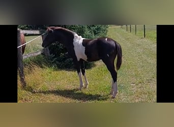 Deutsches Reitpony, Hengst, Fohlen (03/2024), 148 cm, Schecke