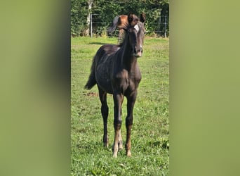 Deutsches Reitpony, Hengst, Fohlen (05/2024), 148 cm, Schwarzbrauner