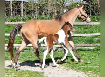 Deutsches Reitpony, Hengst, , 148 cm, Tobiano-alle-Farben