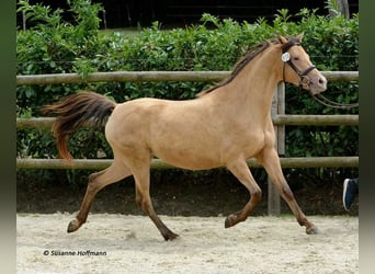 Deutsches Reitpony, Hengst, , 148 cm, Tobiano-alle-Farben