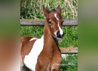Deutsches Reitpony, Hengst, , 148 cm, Tobiano-alle-Farben