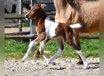 Deutsches Reitpony, Hengst, , 148 cm, Tobiano-alle-Farben