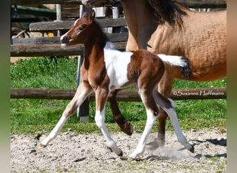 Deutsches Reitpony, Hengst, , 148 cm, Tobiano-alle-Farben