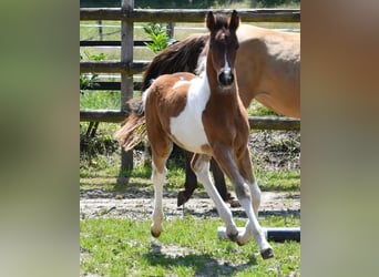 Deutsches Reitpony, Hengst, Fohlen (03/2025), 148 cm, Tobiano-alle-Farben
