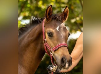 Deutsches Reitpony, Hengst, Fohlen (04/2026), 150 cm, Buckskin
