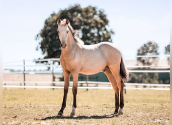 Deutsches Reitpony Mix, Hengst, Fohlen (04/2023), 150 cm, Buckskin