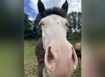 Deutsches Reitpony Mix, Hengst, Fohlen (01/2025), 150 cm, Rappe