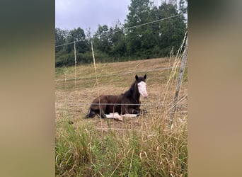 Deutsches Reitpony Mix, Hengst, Fohlen (01/2025), 150 cm, Rappe