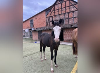 Deutsches Reitpony Mix, Hengst, Fohlen (01/2025), 150 cm, Rappe