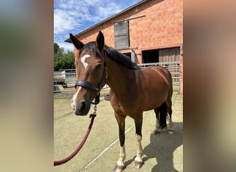 Deutsches Reitpony Mix, Hengst, Fohlen (01/2025), 150 cm, Rappe