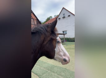 Deutsches Reitpony Mix, Hengst, Fohlen (01/2025), 150 cm, Rappe