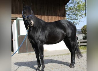 Deutsches Reitpony Mix, Hengst, Fohlen (01/2025), 150 cm, Rappe
