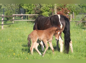 Deutsches Reitpony, Hengst, , 153 cm, Brauner