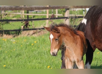 Deutsches Reitpony, Hengst, , 153 cm, Brauner