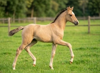 Deutsches Reitpony, Hengst, Fohlen (05/2026), 155 cm, Falbe