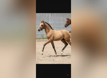 Deutsches Reitpony, Hengst, Fohlen (05/2026), 155 cm, Falbe