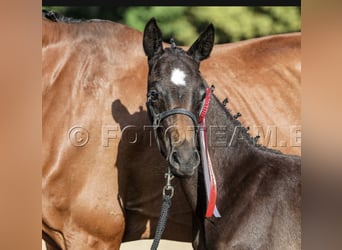 Deutsches Reitpony, Hengst, Fohlen (06/2025), 155 cm