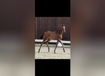 Deutsches Reitpony, Hengst, Fohlen (04/2026), 90 cm, Dunkelbrauner