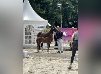 Deutsches Reitpony, Hengst, Fohlen (06/2024), Brauner