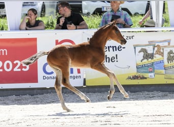 Deutsches Reitpony, Hengst, Fohlen (05/2025), Brauner