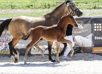 Deutsches Reitpony, Hengst, Fohlen (05/2025), Brauner