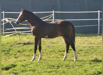 Deutsches Reitpony, Hengst, Fohlen (04/2023), Brauner