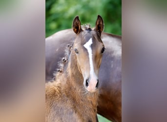 Deutsches Reitpony, Hengst, Fohlen (04/2026), Brauner