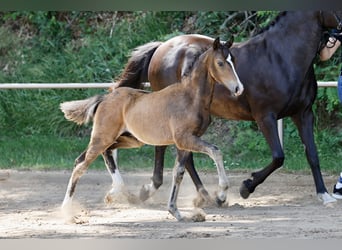 Deutsches Reitpony, Hengst, Fohlen (04/2026), Brauner