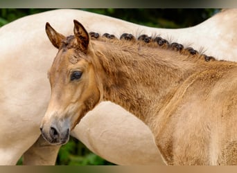 Deutsches Reitpony, Hengst, Fohlen (03/2025), Brauner