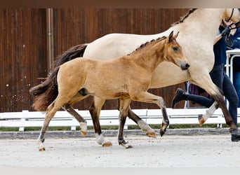 Deutsches Reitpony, Hengst, Fohlen (03/2025), Brauner