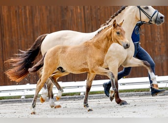 Deutsches Reitpony, Hengst, Fohlen (03/2025), Brauner