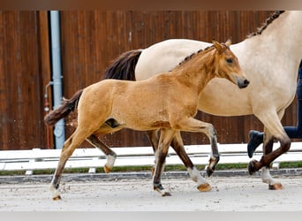 Deutsches Reitpony, Hengst, Fohlen (03/2025), Brauner
