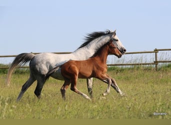 Deutsches Reitpony, Hengst, Fohlen (03/2023), Brauner