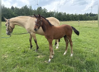 Deutsches Reitpony, Hengst, , Brauner