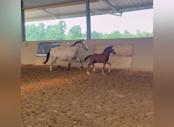 Deutsches Reitpony, Hengst, , Brauner